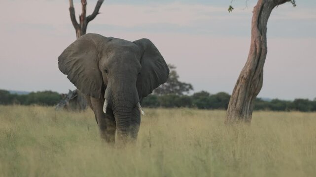 An African elephant walking through the tall green grass towards the camera with dead trees in the background, Botswana.