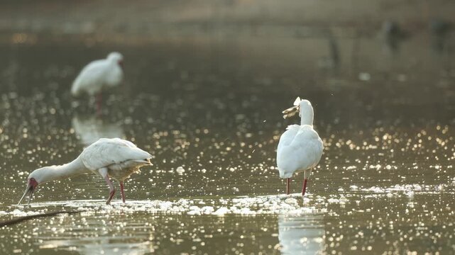 Medium shot of an African spoonbill catching a fish and swallowing it while walking in the water next to its partner, Mana Pools.
