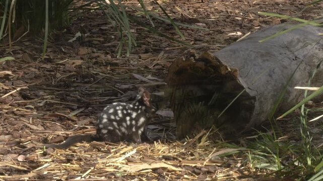 Eastern Quoll - Spotted Quoll Near Hollow Log On Forest Floor Covered In Woodchips And Straw. close-up shot
