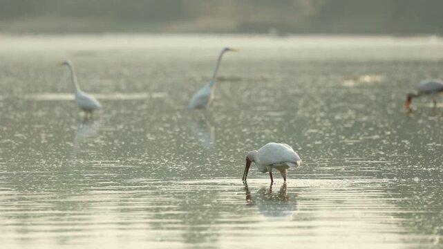 Medium shot of African spoonbills and a yellow-billed stork walking through the water feeding while greater egrets are standing in the background in a large waterhole in Mana Pools.