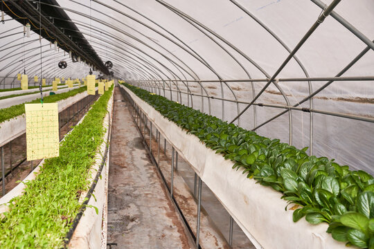 An automated hydroponic nutrient distributor in a greenhouse. Large blue tanks mix fertilizers, while a touchscreen controller and flow meters ensure precise nutrient delivery for optimal crop growth.