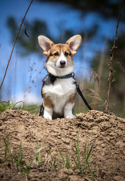 Vertical portrait of a tricolor Welsh Corgi Pembroke puppy standing on a hill.