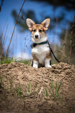 Active Corgi puppy in collar and leash during outdoor walk.