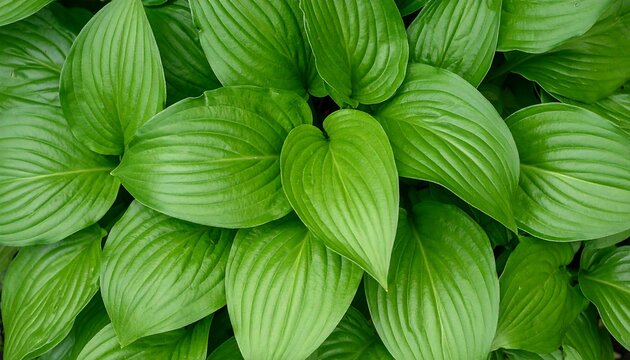 Overhead shot of lush, glossy green foliage. The large, heart-shaped leaves overlap creating a dense, vibrant pattern