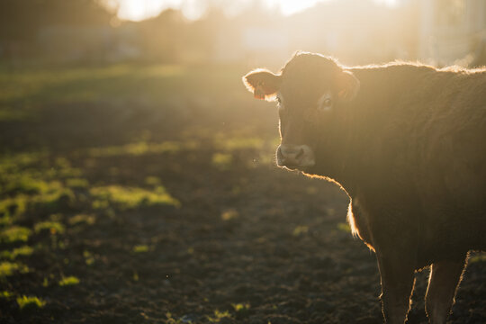 Backlit Brown Cow in Golden Sunset on Quiet Farm Field