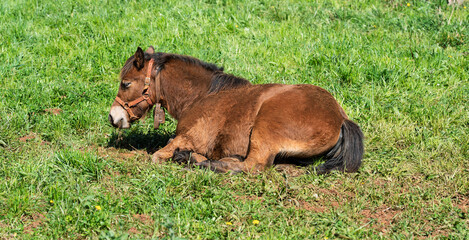 Brown Pony Resting in Sunny Green Pasture © Vjom