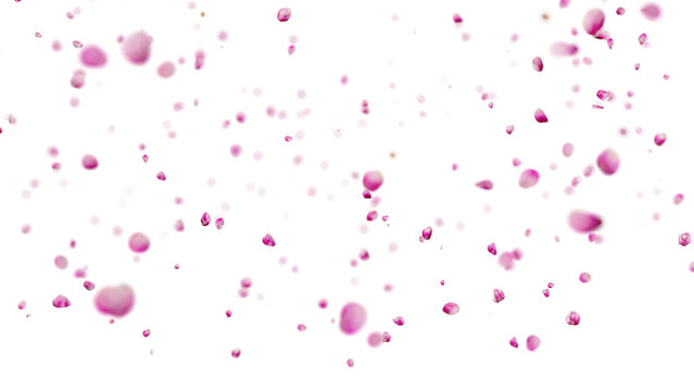 Pink flower petals falling on a transparent background, perfect for romantic or spring themed projects