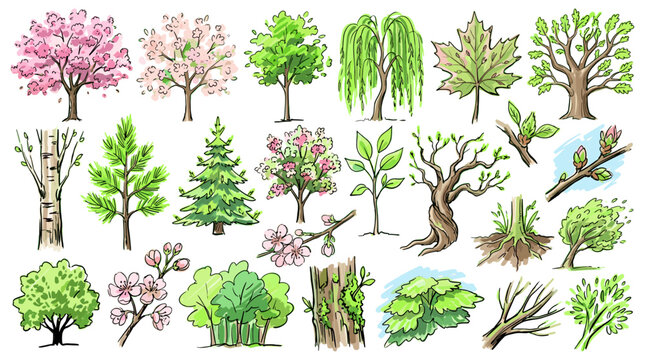 A diverse collection of hand-drawn illustrations depicting various types of trees, branches, and foliage in different seasons and styles.