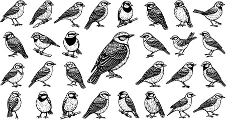 Detailed hand-drawn pattern of various small birds like sparrows and songbirds. Black and white sketch illustration showcasing diverse avian species. © kenstock