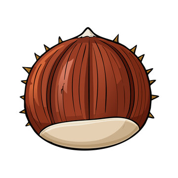 Detailed illustration of a ripe horse chestnut with spiky outer shell and smooth inner nut