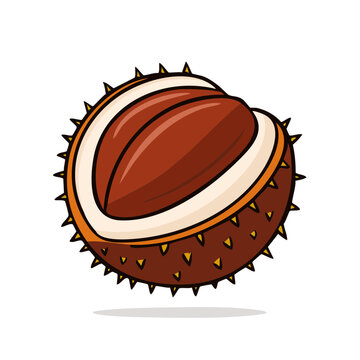 Hand-drawn illustration of a spiky horse chestnut with a glossy brown nut peeking out.