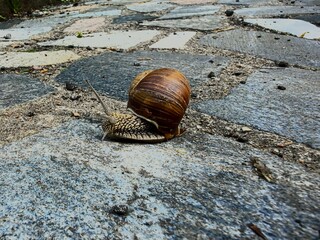 Close-up of a large grape snail crawling on rough stone surface. Detailed view of spiral shell, textured body and extended tentacles. Nature macro photography concept after rain. © Алина Неборская