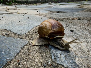 Large grape snail crawling on old stone surface, showing detailed spiral shell pattern, textured body skin and extended tentacles. Low angle close-up shot. Nature macro wildlife concept. © Алина Неборская