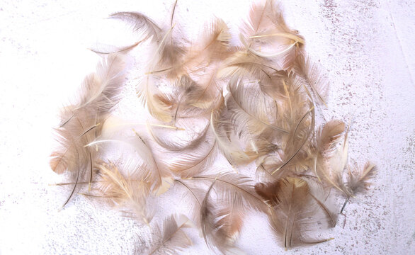 Soft brown chicken feathers scattered across a table surface, creating a natural and delicate texture.