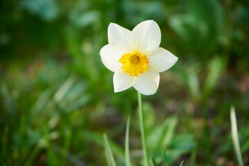 Narcyz żonkil, żonkil ,Narcissus jonquilla L. © Marcin Łazarczyk