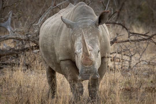 White Rhinoceros Bull Front-On with Oxpeckers on Back, Full Body Portrait, South Africa