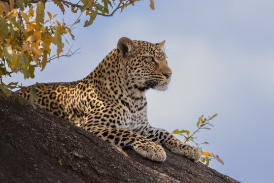 Adult Leopard Resting on Granite Boulder, Clean Sky and Autumn Leaves, South Africa
