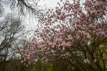 Magnolia, Magnolia L. © Marcin Łazarczyk