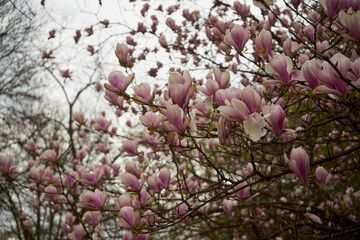 Magnolia, Magnolia L. © Marcin Łazarczyk
