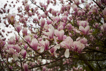 Magnolia, Magnolia L. © Marcin Łazarczyk