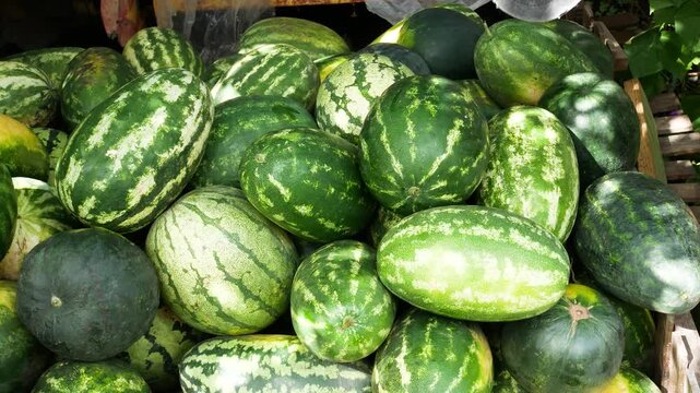 Farmer's hands stacking freshly harvested ripe watermelons into a large pile. Concept of organic watermelon farming, seasonal harvest, and healthy nutrition. Fresh farm produce, agriculture, and