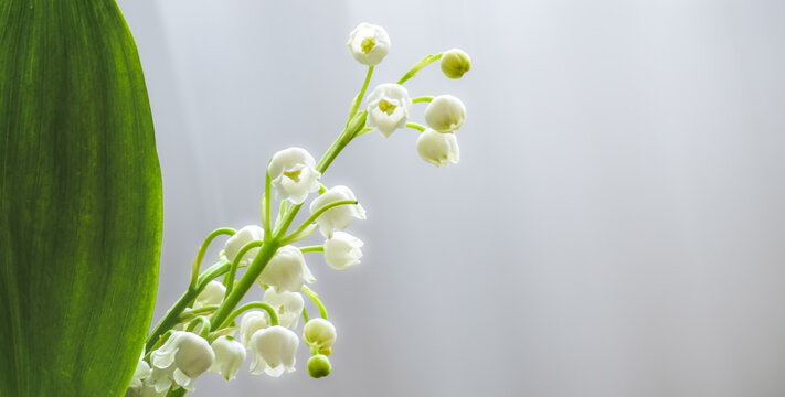 Muguet