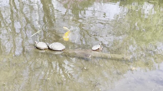 three turtles on a log sunning with an orange coy fish swimming in a pond