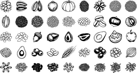 Hand-drawn vector icons of various seeds, nuts, grains, beans, fruits, and vegetables in black and white sketch style for food and nutrition. © torabutterfly