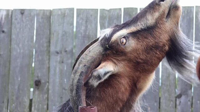 A curious goat eagerly reaches up to take cookie from person's hand, playful moment of animal interaction and trust in an outdoor wooden fence setting.