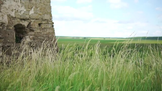 Green wild grass sways in the wind in foreground of an ancient ruined castle wall