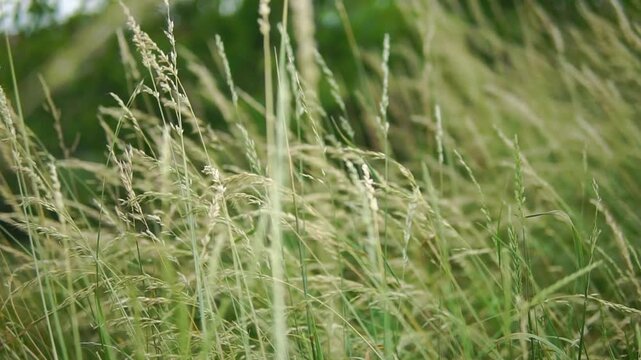 Green wind moving wild grass close-up with shallow depth of field
