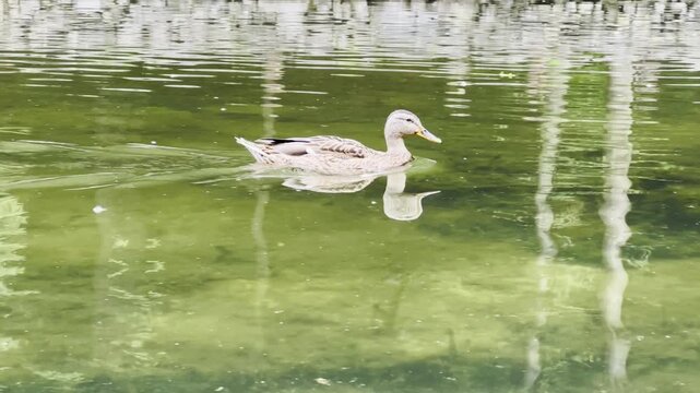 Brownish ducks swimming on a calm lake during a sunny summer day. The birds move gently across the water surface, reflecting bright sunlight and creating a peaceful natural wildlife scene