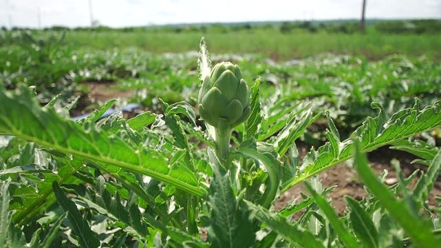 Green artichoke flower bud close-up growing at a vegetable patch with shallow depth of field