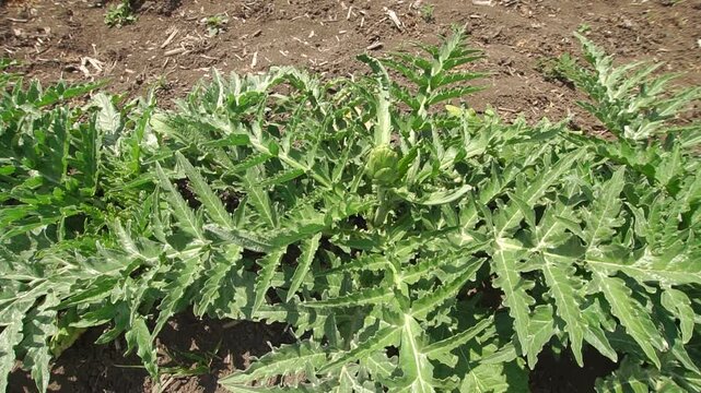 Artichoke plant with green leaves and a flower bud in the mieddle growing at a garden