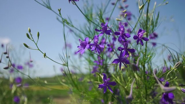 Purple wildflowers of consolida regalis close-up with shallow depth of field and a blue sky on background

