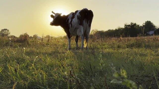 Milk cow pasturing at green lawn at beautiful sunset. Cute friendly animal grazing in meadow on summer day. Beautiful scenic landscape at background. Farming concept. Slow motion