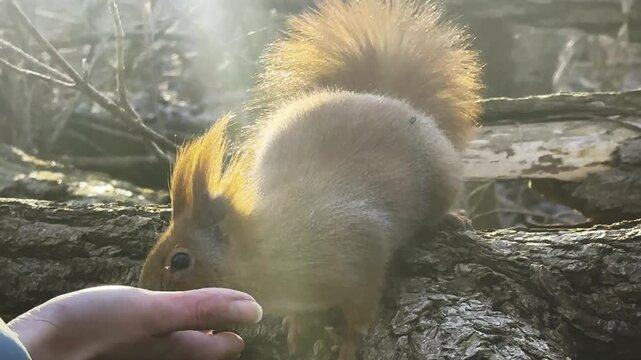 Wild fluffy squirrel taking nuts from female arm and gnawing it at sunny forest. Cute rodent eating food from hand of young girl at autumn woodland. Woman feeding hungry small sciurus outdoor