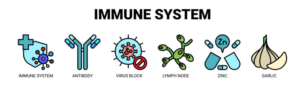 Immune System web banner icon vector illustration concept with icons of immune system, antibody, virus block, lymph node, zinc, and garlic.