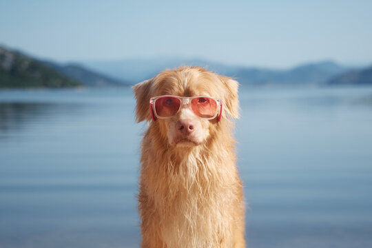 A Nova Scotia Duck Tolling Retriever sits directly facing the camera with red sunglasses. The dog is positioned at the lakefront with mountains in the distance.