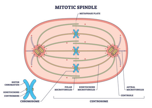 Mitotic spindle schematic showing chromosomes aligned at metaphase plate, kinetochore microtubules stretching between centrosomes, conveys orderly division mechanics. Outline diagram