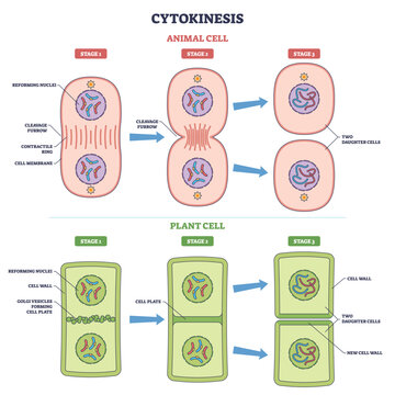 Cytokinesis cell division outline shows animal and plant stages, highlighting cleavage furrow, cell plate, and daughter cells. Outline diagram