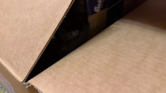 Small black kitten sits inside a cardboard box, carefully peeking over the edge. Kitty eyes are visible as it looks out from the shadow, curious and cautious in a quiet indoor setting. Close up