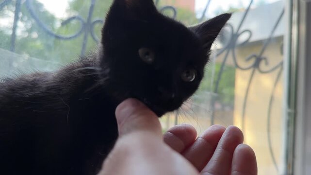 Cute black kitten sits on a windowsill and gently licks something from male fingers. The scene capturing a quiet moment of trust and interaction between the pet and its owner in a calm indoor setting