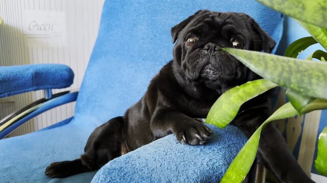 Portrait of funny black pug dog confidently sitting in armchair at home. Soft light emphasizes charming facial features creating humorous mood. Scene captures personality and playful character of pet