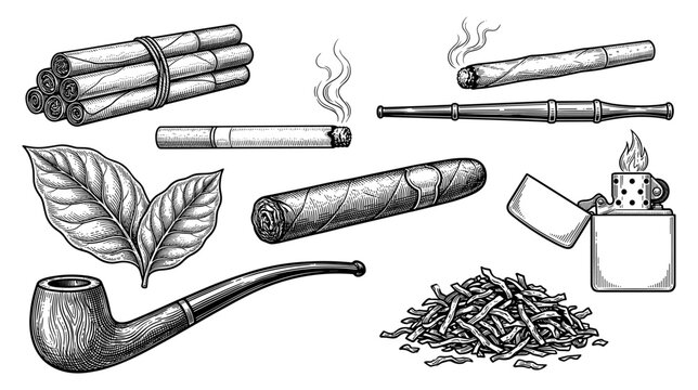 Tobacco Leaf Vector Images – Browse 173,892 Stock Photos, Vectors, and  Video