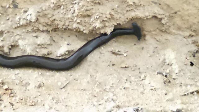 


Black Hammerhead Worm (Bipalium) crawling on a light concrete surface #001
