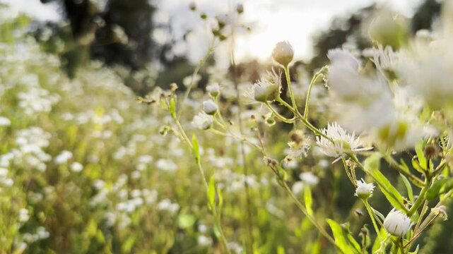 Blooming chamomile flowers in summer meadow with sunlight at background. Natural light creates gentle glow and highlights delicate white petals and yellow centers. Scene symbolizing purity and calm