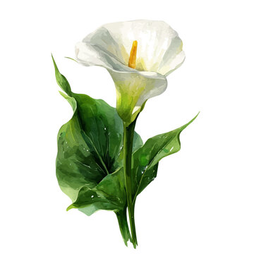 Watercolor painting of Arum Lily, detailed and artistic vector illustration on a white background.