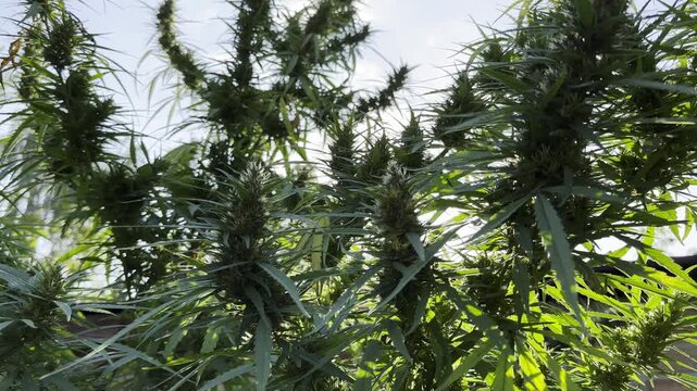 Lush cannabis plants illuminated by warm sunlight at background. Green leaves highlighted by natural backlight creating vibrant summer atmosphere. Image represents botanical growth and cultivation