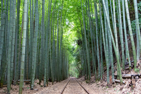 旧国鉄倉吉線廃線跡 竹林の中に残る線路と幻想的な風景（Abandoned railway tracks remaining in the beautiful bamboo forest, Kurayoshi Japan）